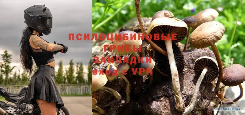 Галлюциногенные грибы MAGIC MUSHROOMS  Нарткала 